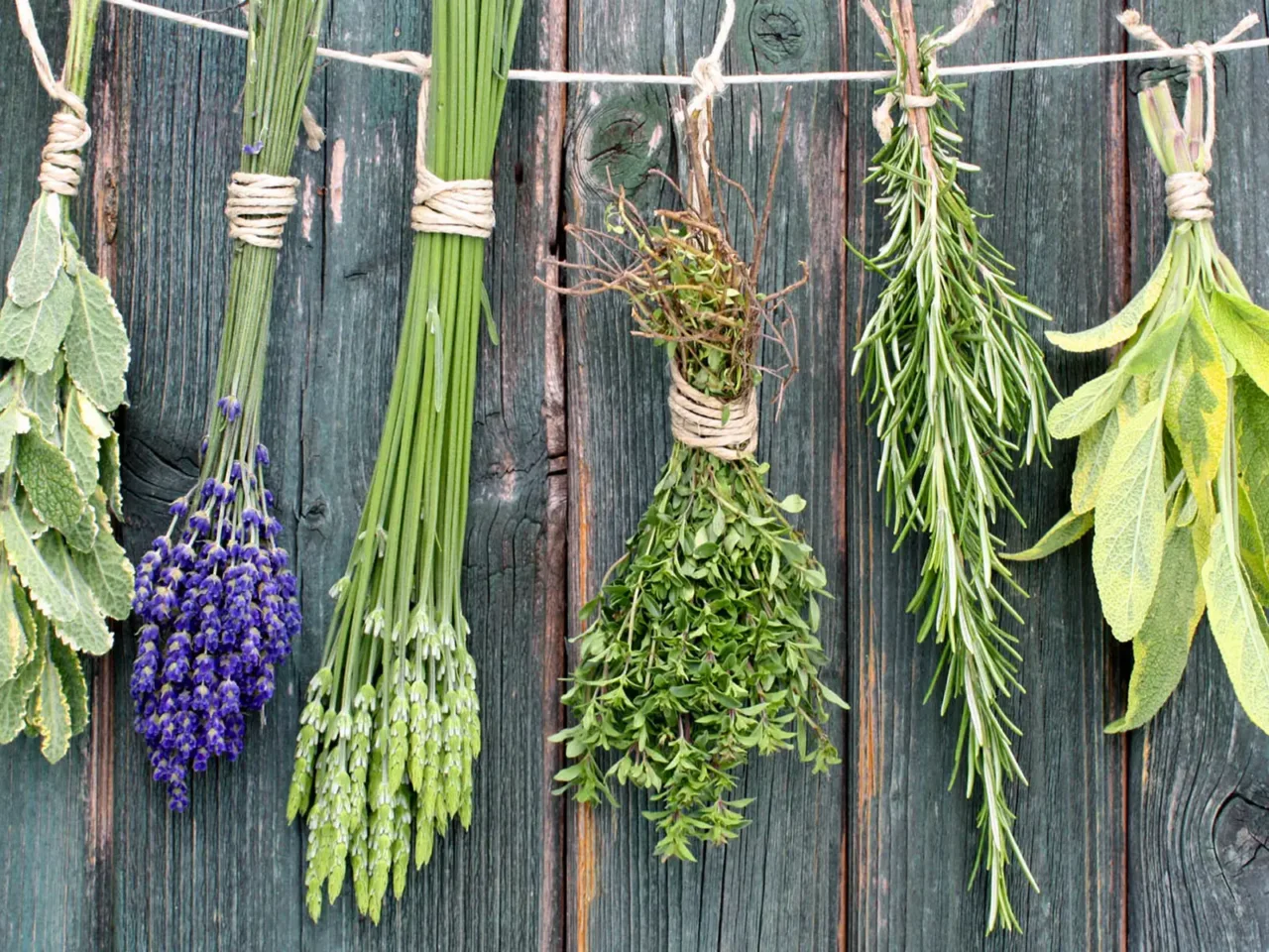El error que cometes al guardar tus hierbas frescas y hace que se pudran en horas
