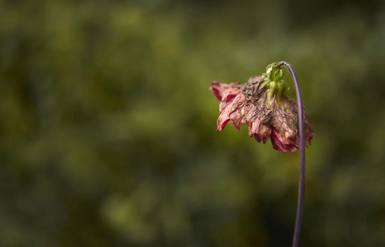 ¿Tus plantas no crecen o se mueren? Es culpa de la temperatura de tu casa