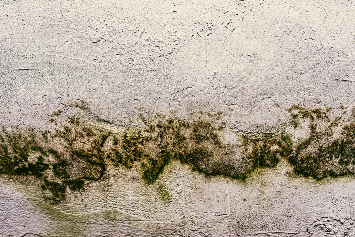 ¿El olor a humedad es tóxico? Esto es lo que te dice la ciencia