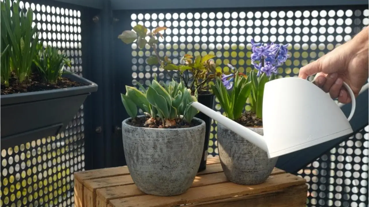 ¿Cómo saber si tu planta tiene falta o exceso de agua? Aquí las señales para identificarlo