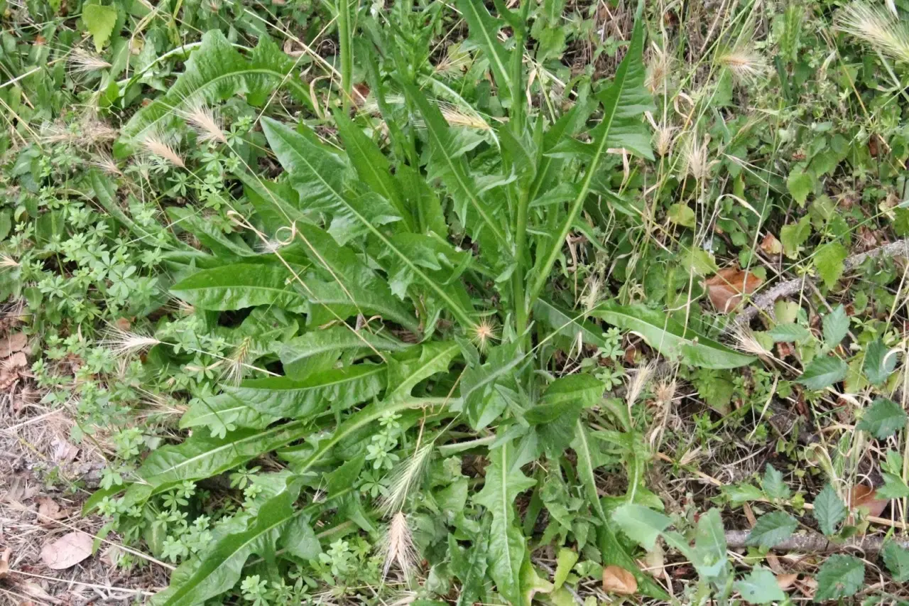 La verdad sobre la malla antihierbas: ¿cuánto dura realmente antes de romperse?