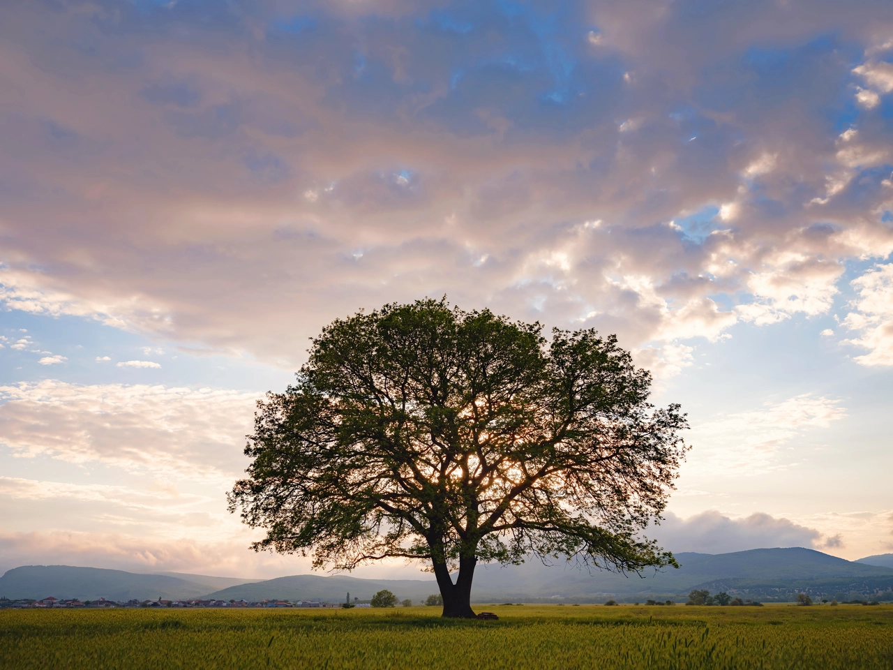 El árbol que deberías plantar para tener sombra y un aroma incomparable